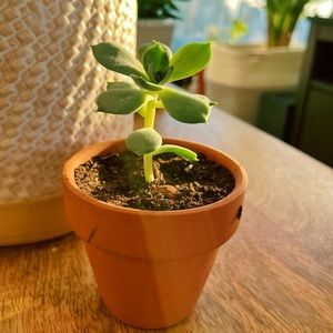 Plant SALE🪴 Monstera, Succulent Plants, Snake Plants & Devil's ivy!!